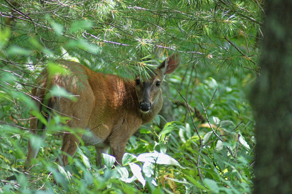 Peeking Deer