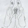 Bassett Hound