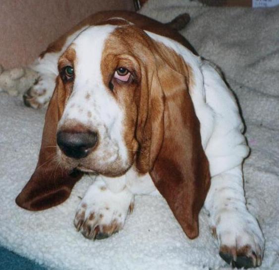 Cooper