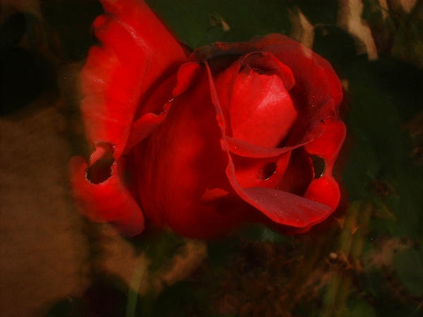 Rotten Red Rose by RzrBlade16 on DeviantArt