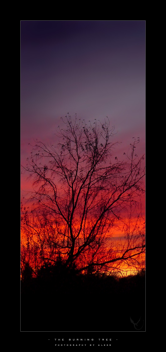 The Burning Tree