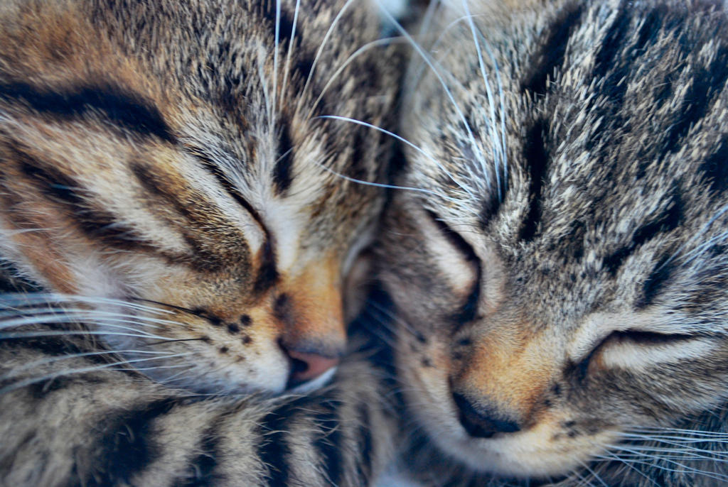 The Closeness of Kittens