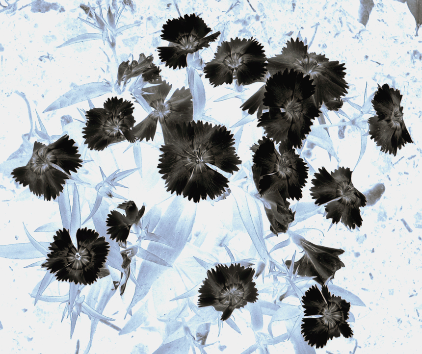 Inverted Rose Flower Inverted Flowers by IJK079 on DeviantArt