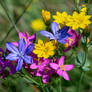 Fleurs de saison