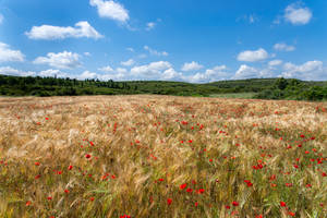 La fin des coquelicots