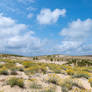 La dune en fleurs