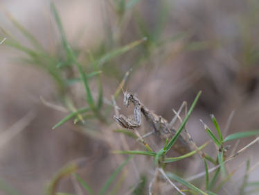 Rencontre