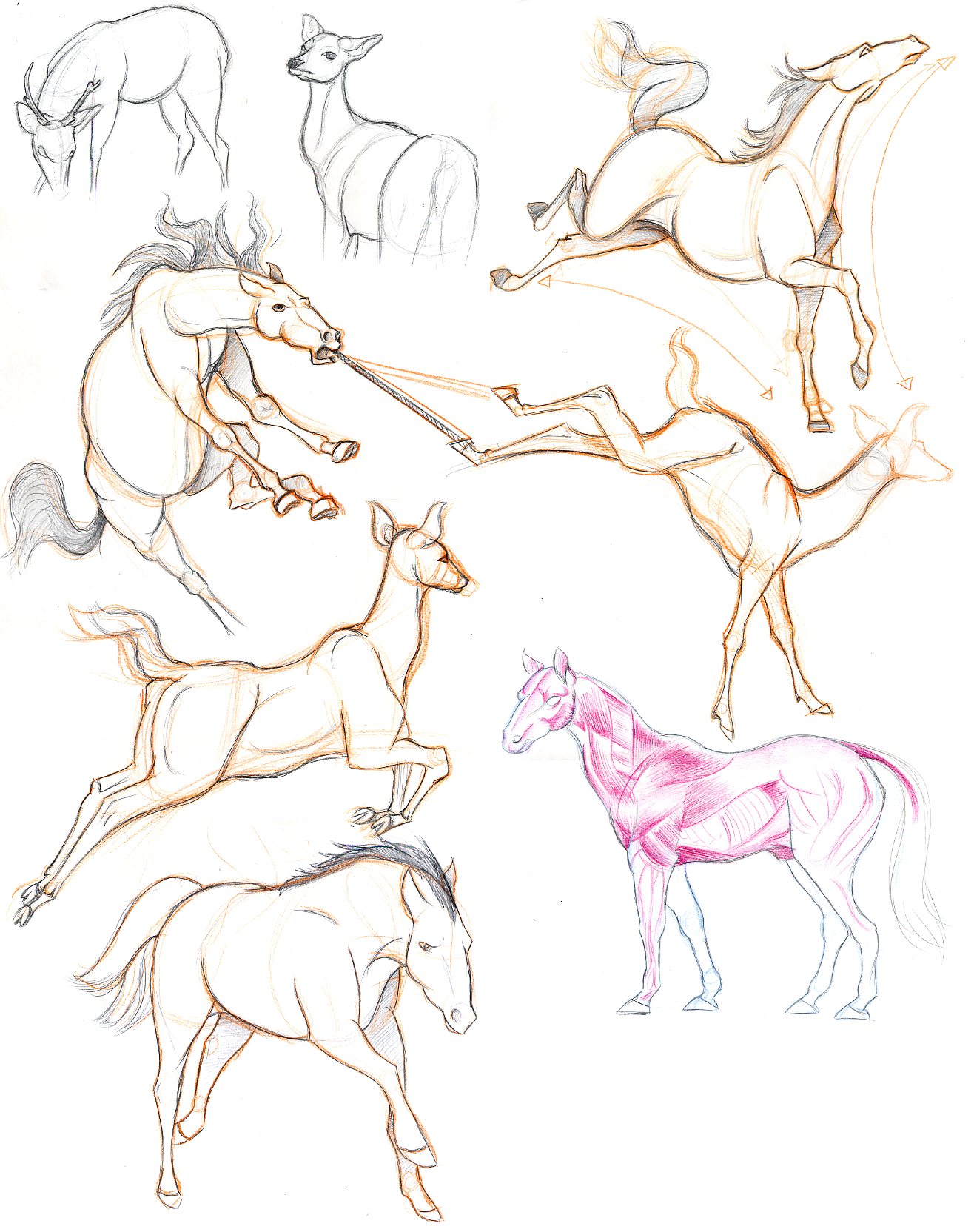 Horse and Deer Studies