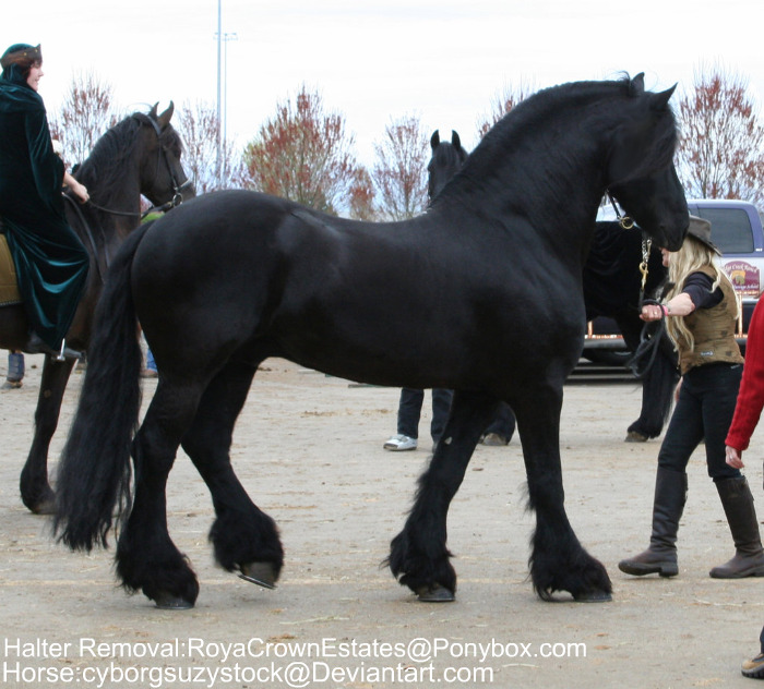 Second Halter Removal