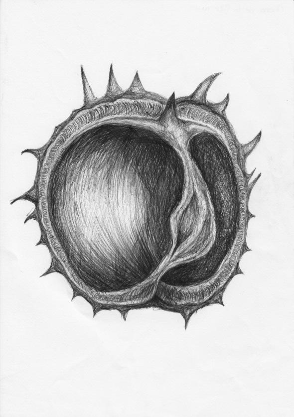 Empty Conker Shell Biro drawing of a conker shell by ArtyRee on DeviantArt