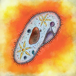 Paramecium