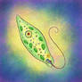 Euglena