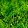 Moss