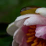 Water lily