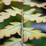 Fern pattern