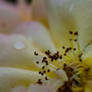 White rose