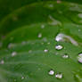 Drops of water