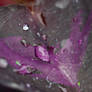 Oxalis