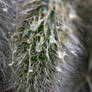 Cleistocactus colademononis