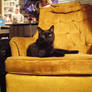 Black Cat 1