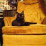Black Cat 2