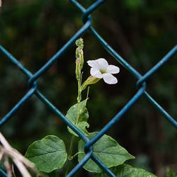 Fence Flower