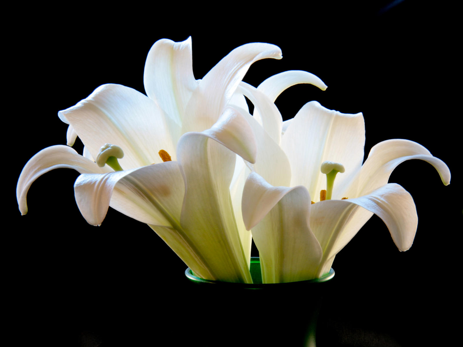 Lilies II