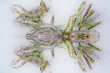 Frozen Alien Bug