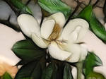 Magnolia by Casperium