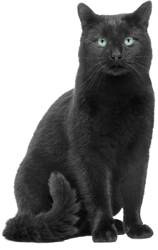 Black-cat-russian-blue-chartreux-bombay-cat-korat-