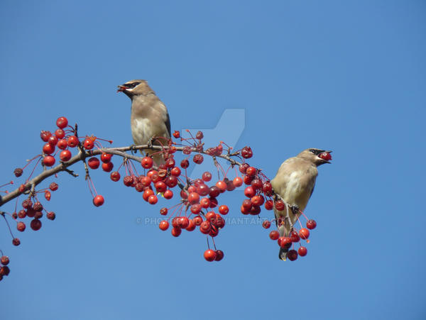 Berry Branch by photocandy on DeviantArt
