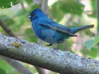 Indigo Bunting