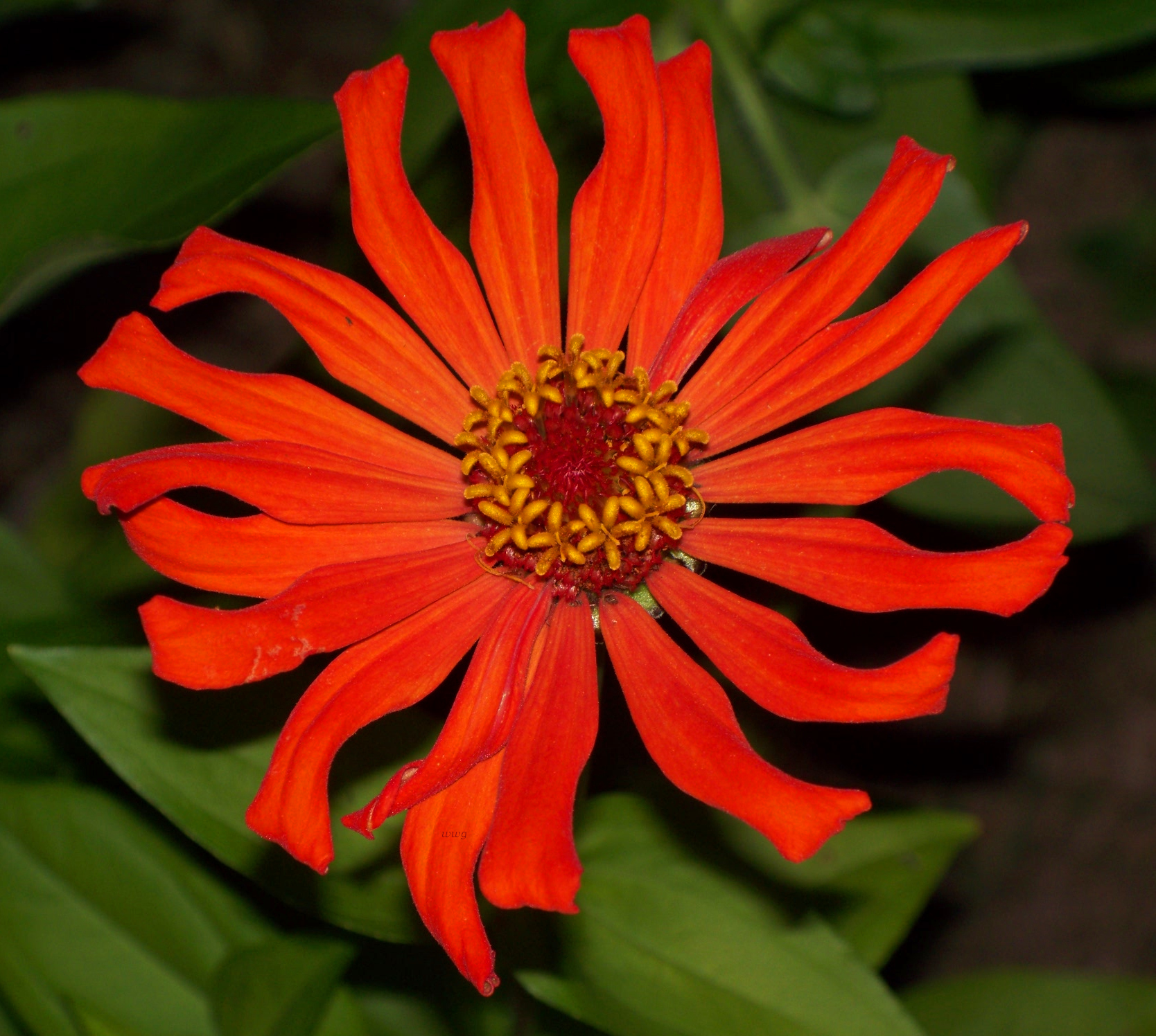 Cactus Zinnia 2