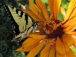 Zinnia And Butterfly 2021 X