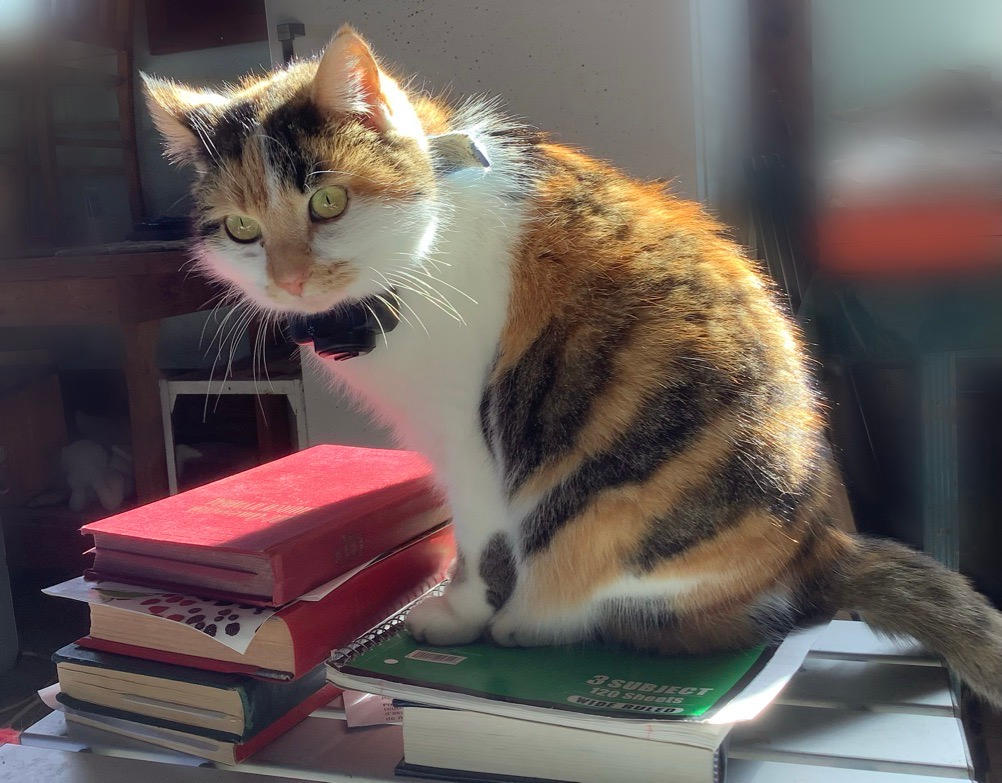 Smart Kitty Homework Smart Kitty by WildWanderinGirl on DeviantArt