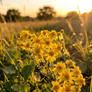 butterweed at dawn