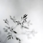 Transcend by Oer-Wout