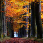 Herfst by Oer-Wout