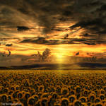 Forever Always I by Oer-Wout