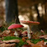 Amanita Muscaria by Oer-Wout