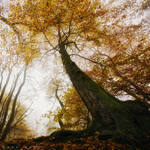 The Woods have Awoken by Oer-Wout
