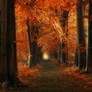 The way Home