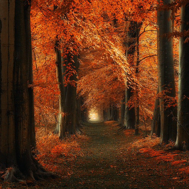 The way Home by Oer-Wout