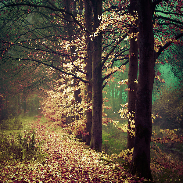 Ad Libitum by Oer-Wout