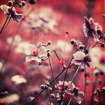 Flowering by Oer-Wout