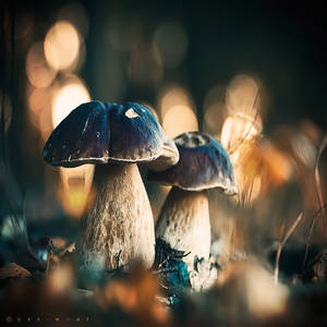 Funky Fungi II by Oer-Wout