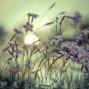 Bringing the Mind Home by Oer-Wout Bringing the Mind Home by Oer-Wout