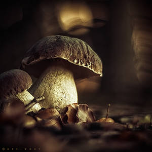 Funky Fungi III by Oer-Wout