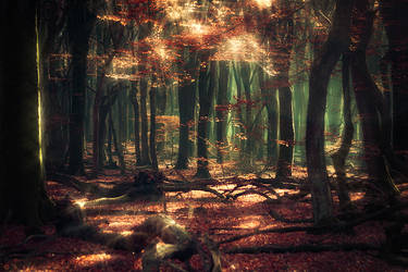 Whispers from the Woods by Oer-Wout