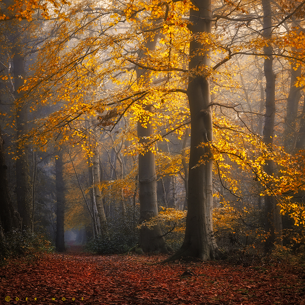 Rooted in Oneness by Oer-Wout